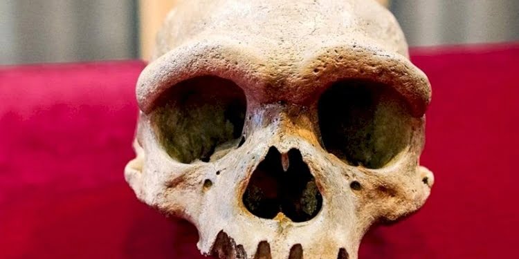 İnsana Neandertallerden bile daha yakın bir türe rastlandı