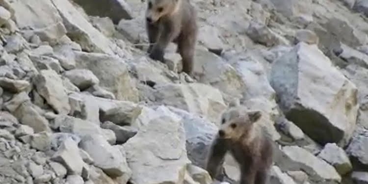 Anneleri öldürülen yavru ayılar yaşam mücadelesi veriyor