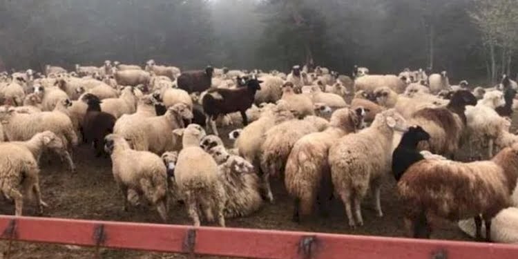 90 milyonluk vurgun! Dolandırdıkları parayla çiftlik kurmuşlar