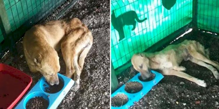 Uyutulacaktı, 5 aylık bakımla sağlığına kavuştu
