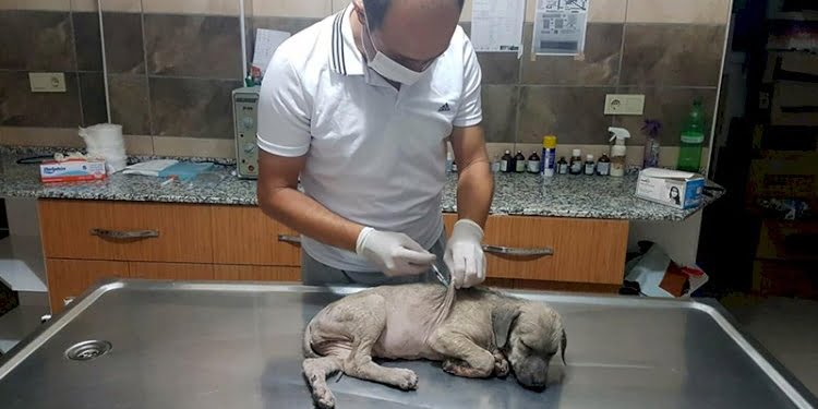 Yavru köpeğe sopayla dayağa para cezası