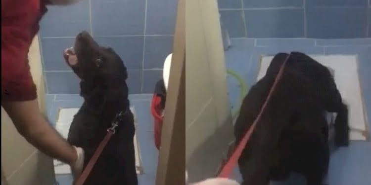 Tuvalete gizlenen uyuşturucuyu ‘Toma’ böyle buldu