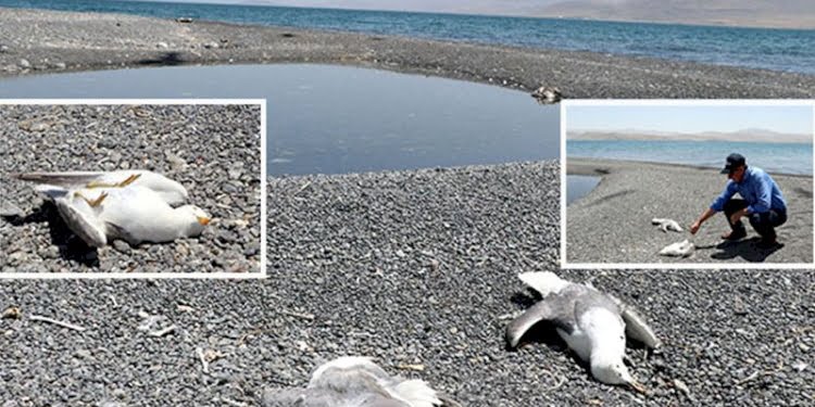 Van Gölü havzasında toplu martı ölümleri korkuttu