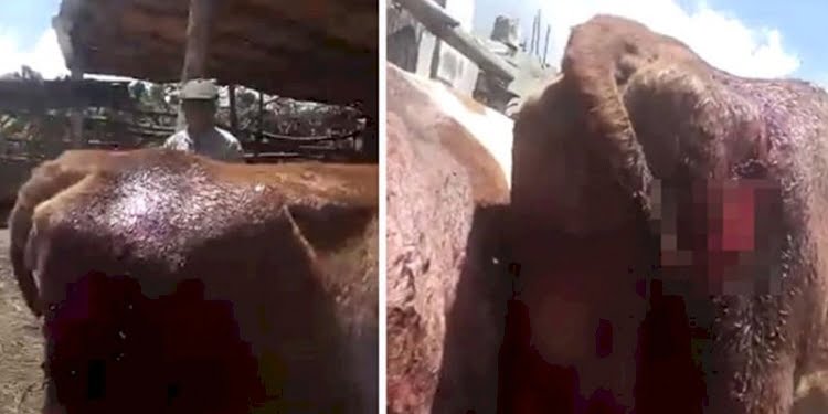 Caniler 6 ineğin kuyruğunu kesti