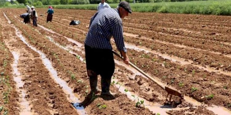 Ekonomik sıkıntılar pes ettirdi… 46 bin çiftçi topraklarını terk etti