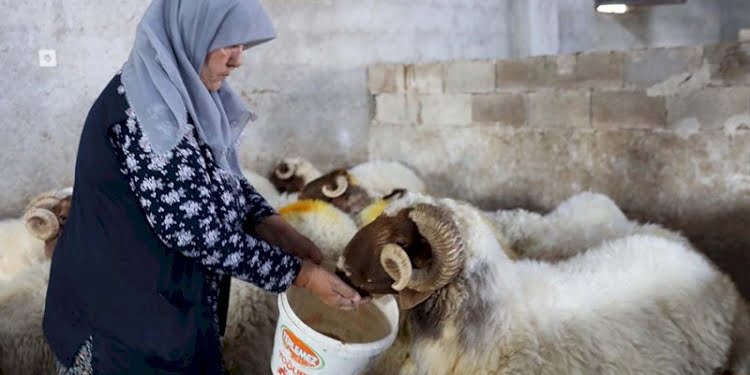 ‘Kadınsın yapamazsın’ dediler, kendi çiftliğini kurdu