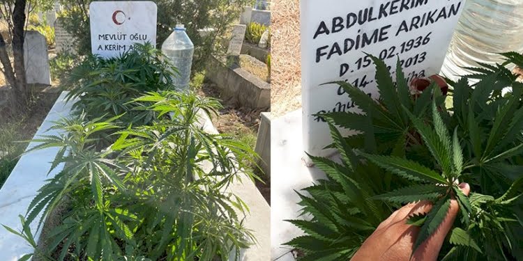 Hayırlı torun bir başka! Mezarlarına kenevir ekti