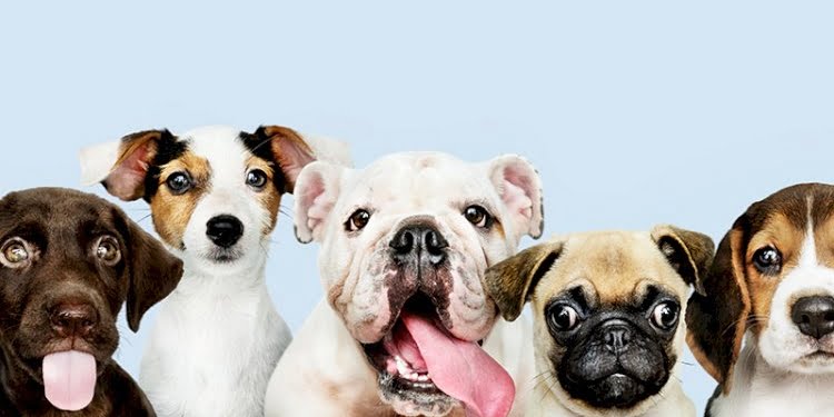 Köpeklerle ilgili ilginç araştırma