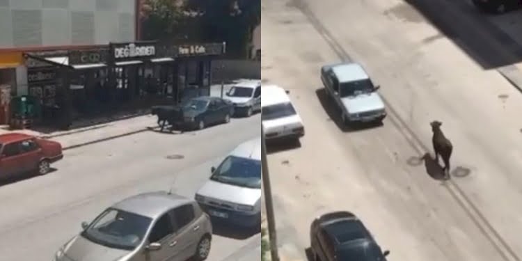 Kaçan kurbanlık boğa, kafeteryaya girdi