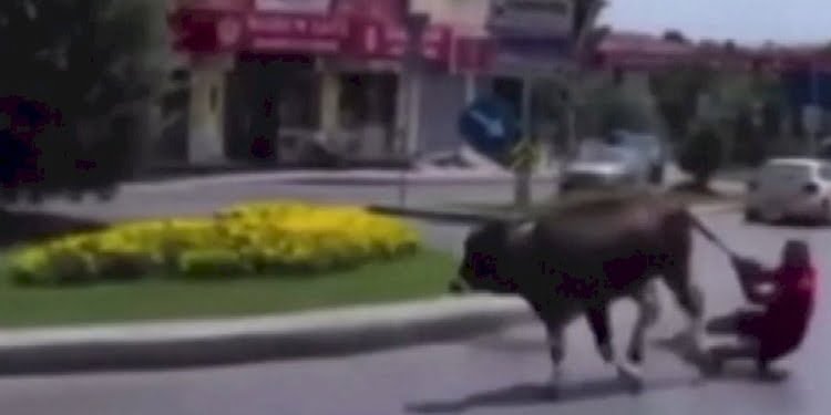 Kaçan dananın kuyruğuna tutunup metrelerce sürüklendi