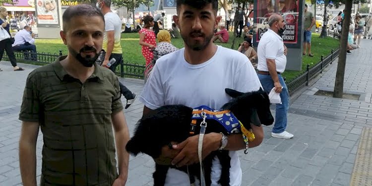 Sahiplendiği cüce keçiye bebek bezi giydirip gezdiriyor