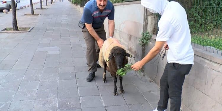 İnatçı kurbanlık koyun 3.5 saat yerinde bekledi
