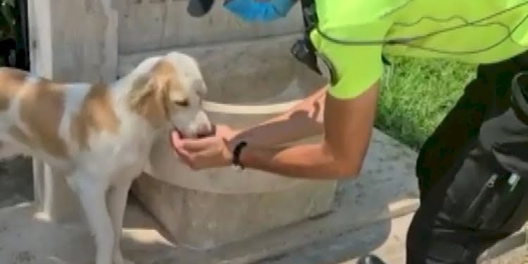 Yürekleri ısıtan hareket: Trafik polisi, sokak köpeğine elleriyle su içirdi
