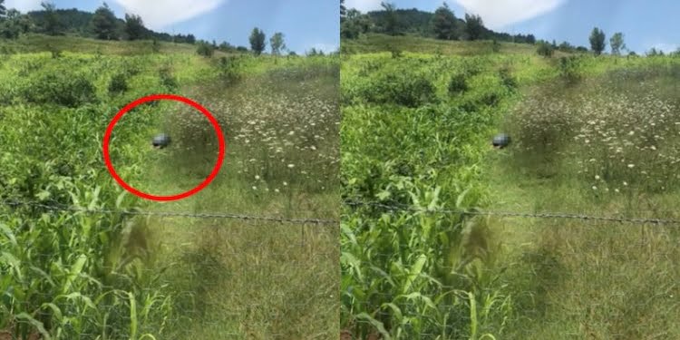 İğrenç olay! Köpeğe cinsel istismarda bulundu