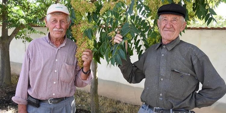 ‘Ağaç dede’ler 10 yılda binin üzerinde fidan dikti