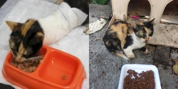 Kedilerin bacaklarını ve kuyruklarını kestiler!