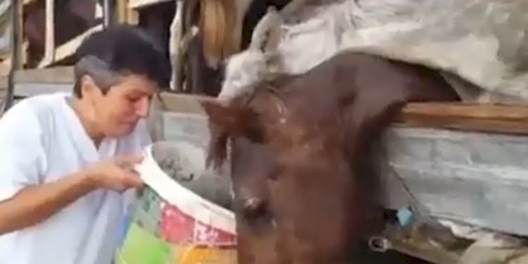 Atları tır parkında ölüme terk etti… Haluk Levent devreye girdi