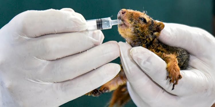 Alevlerden kurtulan yavru sincap yaşam mücadelesi veriyor