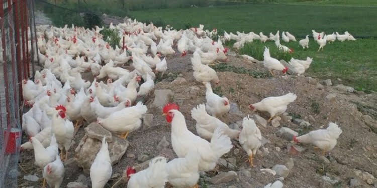 Üreticiler resti çekti: Üretimi durduracağız!