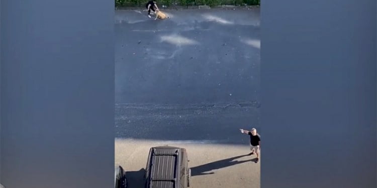 ‘Daire 16’nın sokak köpeği isyanı! ‘Yeter artık…’