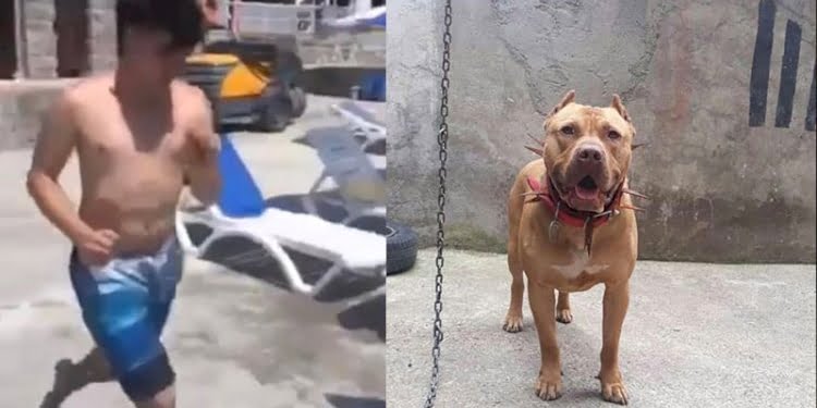 Gencin denizdeki ölümünde dehşete düşüren pitbull iddiası