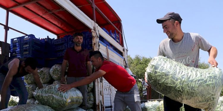 Kuraklık fasulye üretimini vurdu: Verimde büyük kayıp var