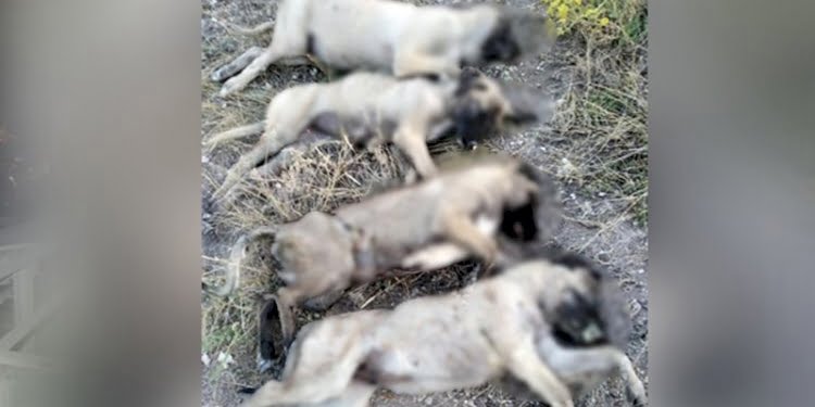 Ankara’da yan yana dizilmiş köpek ölüleri bulundu