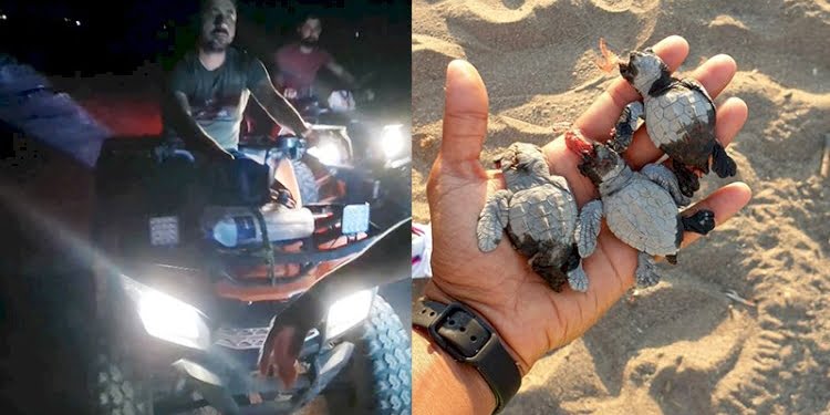 Magandalar ATV’lerle caretta caretta yavrularını ezip kaçtı