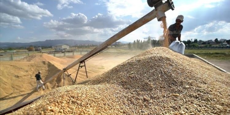 Arpa-buğday ithalatından vergi sıfırlandı