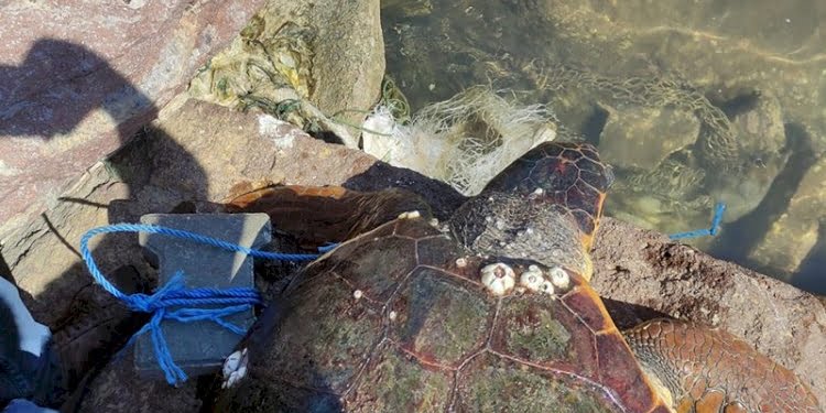 Bunun adı manyaklık… Caretta carettanın ayağına taş bağlayıp denize atmışlar