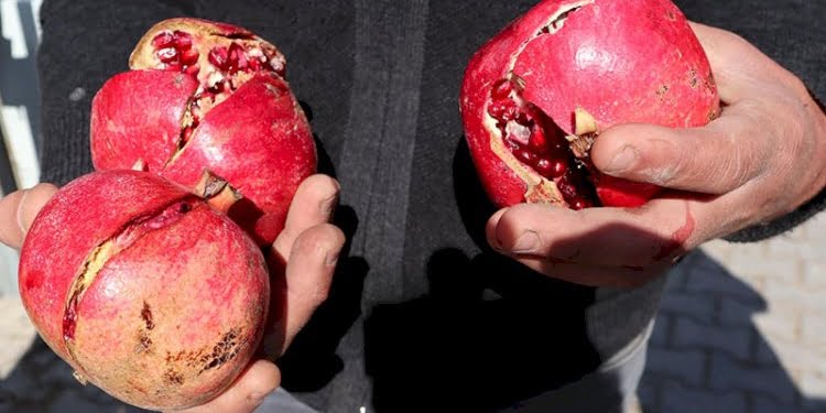 Nar yedikten sonra ölen Saliha’nın raporu çıktı