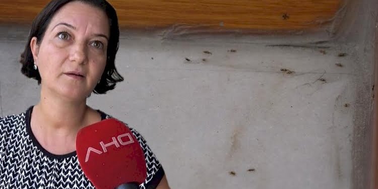 İstanbul’da ‘dantel böcek’ istilası: Yürürken üzerine yapışıyor!