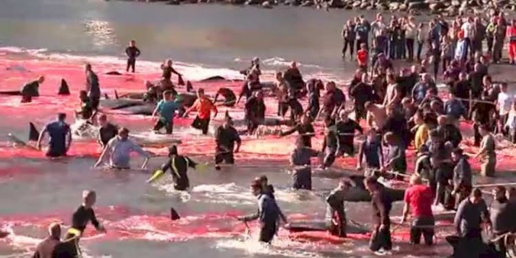 Katliam festivali: Faroe Adaları’ndan resmi açıklama