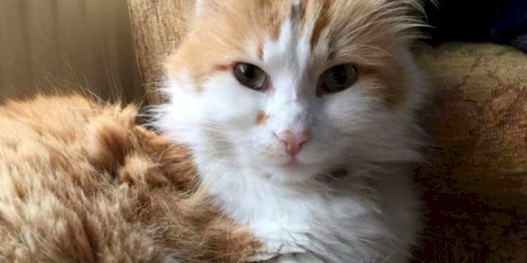 Kocaeli’de kedi Şeraffettin’e cinsel saldırı!