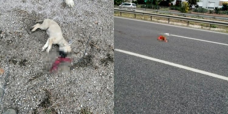 Belediyenin yol kenarına attığı köpekler araçların altında can verdi