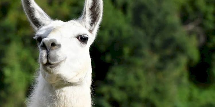 Koronavirüs tedavisinde ‘lama’ umudu: Burun spreyi olarak kullanılacak
