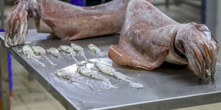 Balıkçıların ağına 16 kilogramlık kalamar takıldı