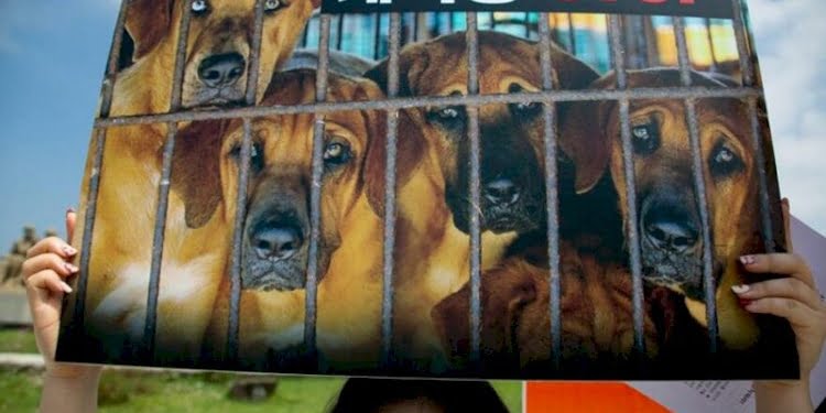 Güney Kore’de köpek eti tüketimi yasaklanabilir