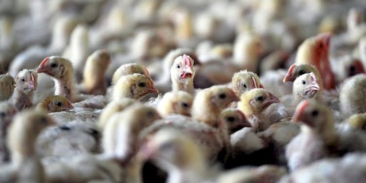 8 kuş gribi türü dünyada dolaşıyor! Uzmanlardan ‘hepsi ölümcül’ uyarısı