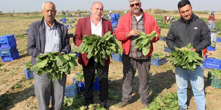 ‘Zehirli’ haberlerine tepki gösterip çiğ ıspanak yedi