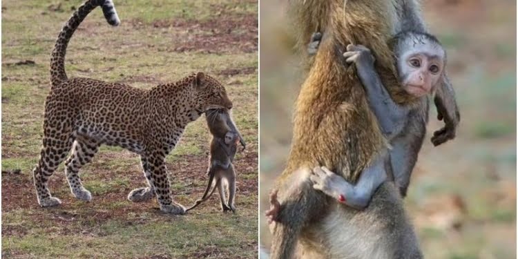 Yavru maymun, leoparın avladığı annesine sımsıkı sarıldı!