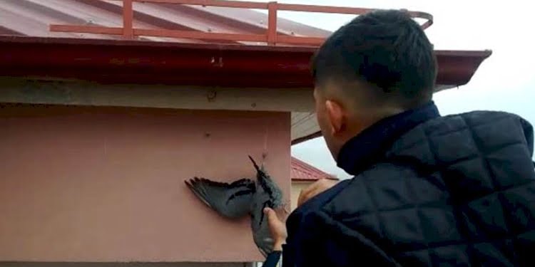 Ayağına ip dolanan güvercini itfaiye kurtardı