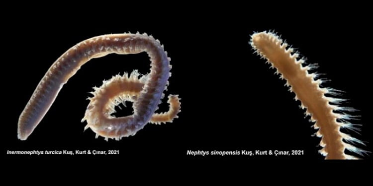 Türk bilim insanları iki yeni deniz canlısı keşfetti