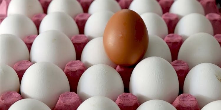 Yumurta üreticileri isyan bayrağını çekti: Batacağız