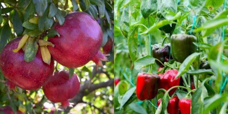 Rusya, Türkiye’den iki ürünün ihracatını durdurdu