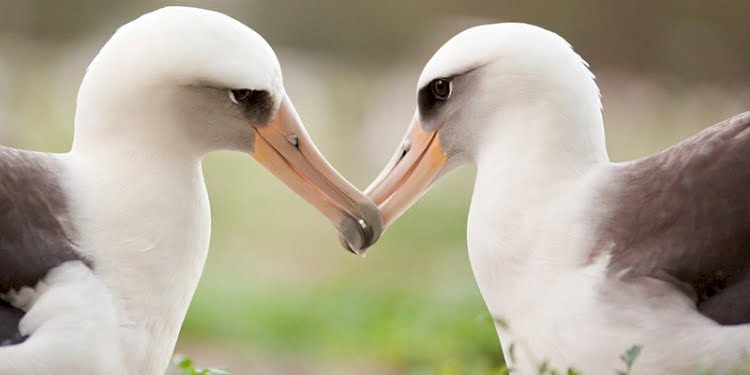 İklim krizi nedeniyle albatrosların ‘boşanma’ oranı arttı