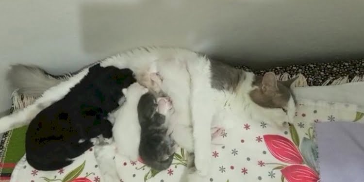 Kedi, yavru köpeği de emziriyor
