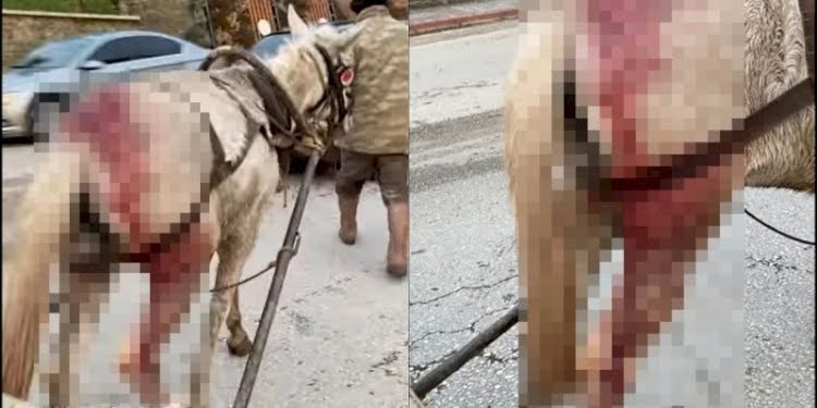 Yaralı ata yük arabası çektirdiler