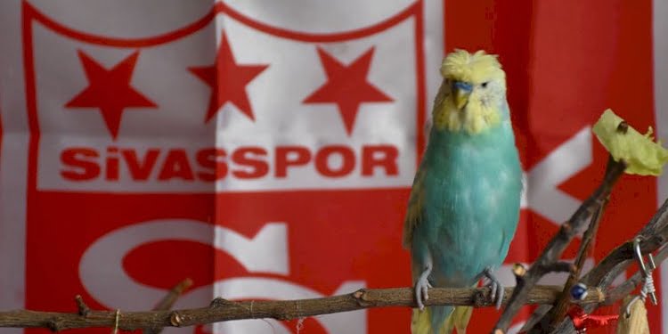 ‘Yiğido’ isimli muhabbet kuşundan Muslera’ya ‘geçmiş olsun’ mesajı