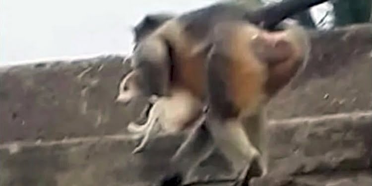 Hindistan’da maymunlar intikam için 250’den fazla köpek öldürdü iddiası